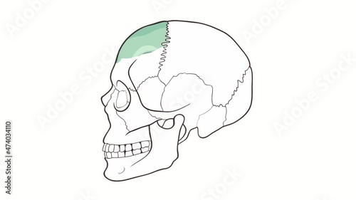 Alpha channel Human Skull side view Frontal bone animation