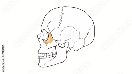 Alpha channel Human Skull side view Cheekbone animation