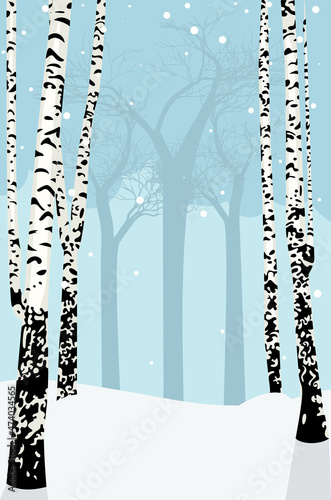 Winter birch trees