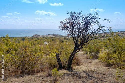 Lonely Dry Tree Near the Black Sea