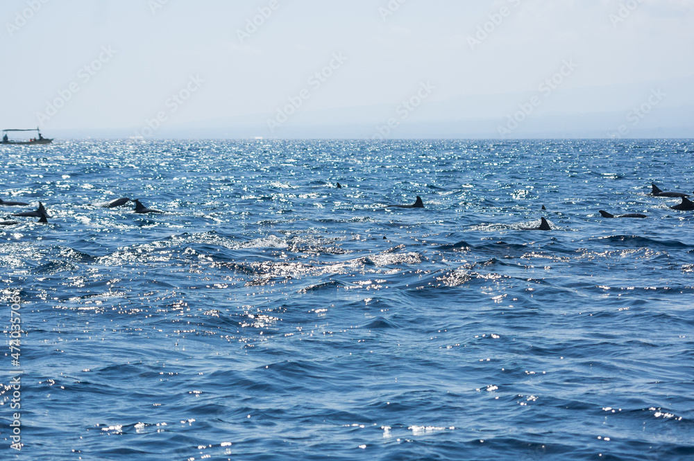 Naklejka premium View of a group of wild dolphins