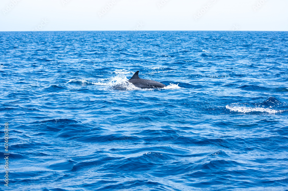 Fototapeta premium View of a group of wild dolphins