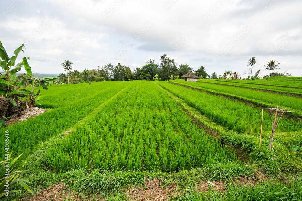 Jatiluwih rice terraces on Bali