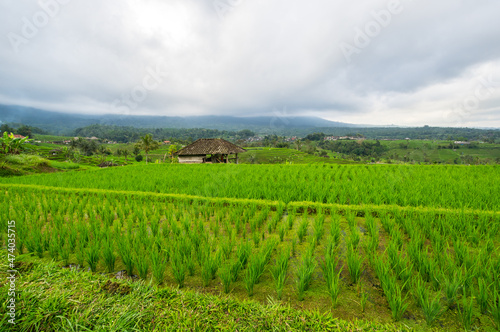 Jatiluwih rice terraces on Bali