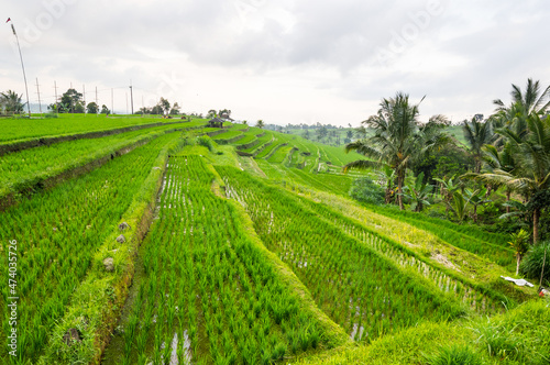 Fototapeta Naklejka Na Ścianę i Meble -  Jatiluwih rice terraces on Bali