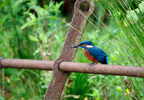 Juvenile kingfisher fishing around the lake