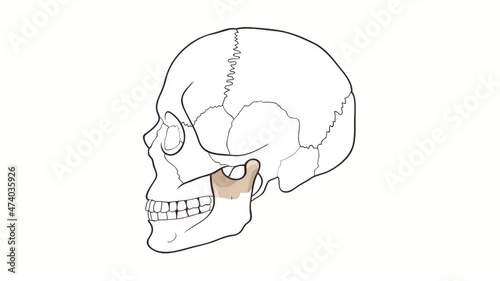 Alpha channel Human Skull side view Mandible animation