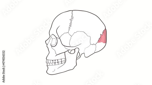 Alpha channel Human Skull side view Occipital Bone animation