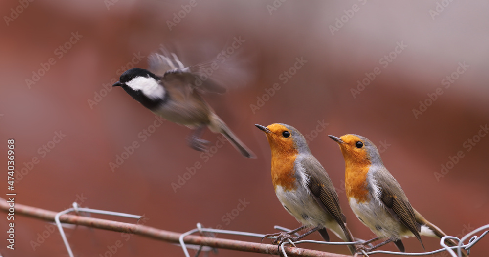 Obraz premium A pair of robins sitting on a wire fence watch the departing Coal tit.