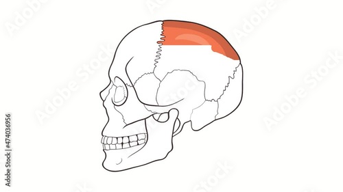 Alpha channel Human Skull side view Parietal bone animation