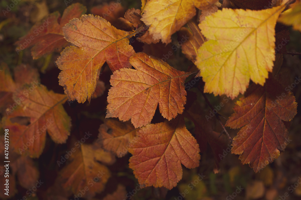 Autumn multicolored rosehip leaves at cloudy afternoon. Autumn multicolored rosehip leaves at cloudy afternoon.