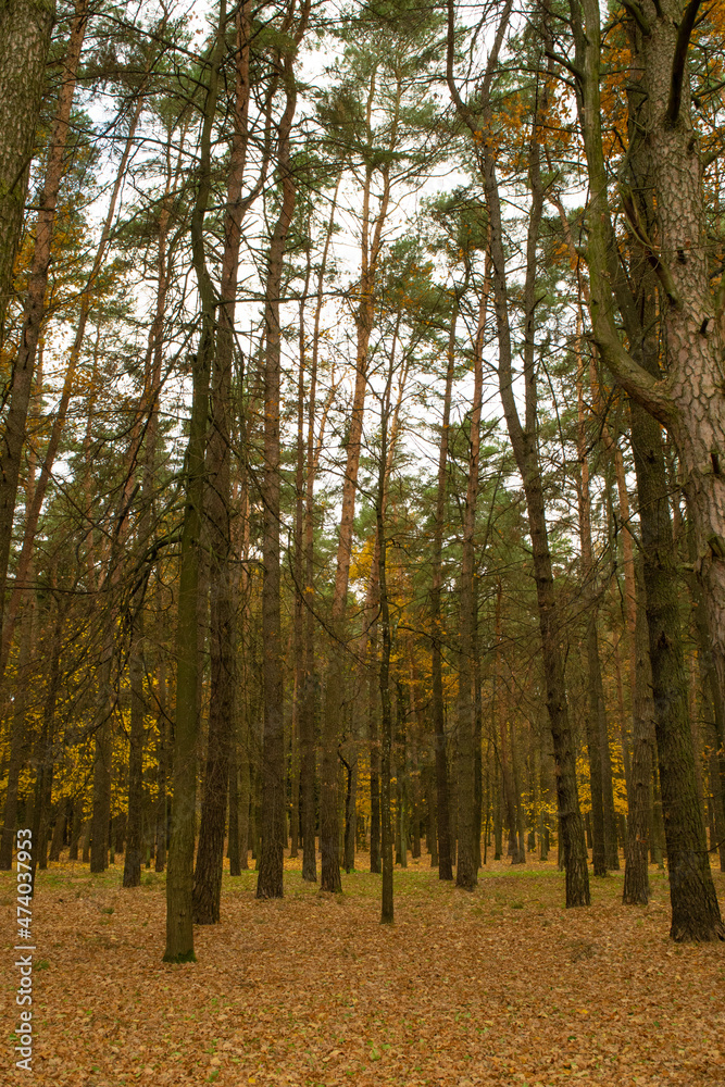 Obraz premium forest in autumn