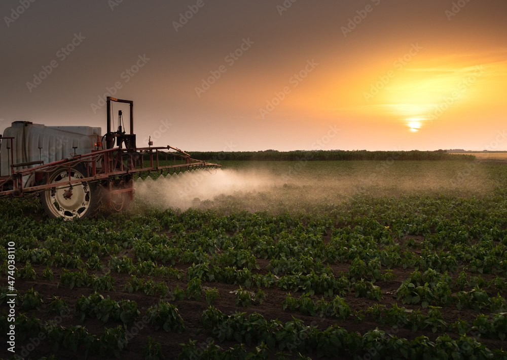 Fototapeta premium Tractor spraying vegetable field in sunset.