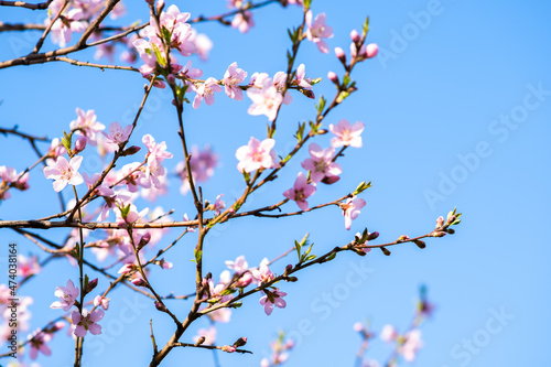 Fruit tree twigs with blooming white and pink petal flowers in spring garden