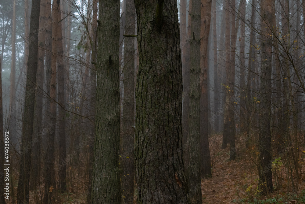 Obraz premium trees in the forest