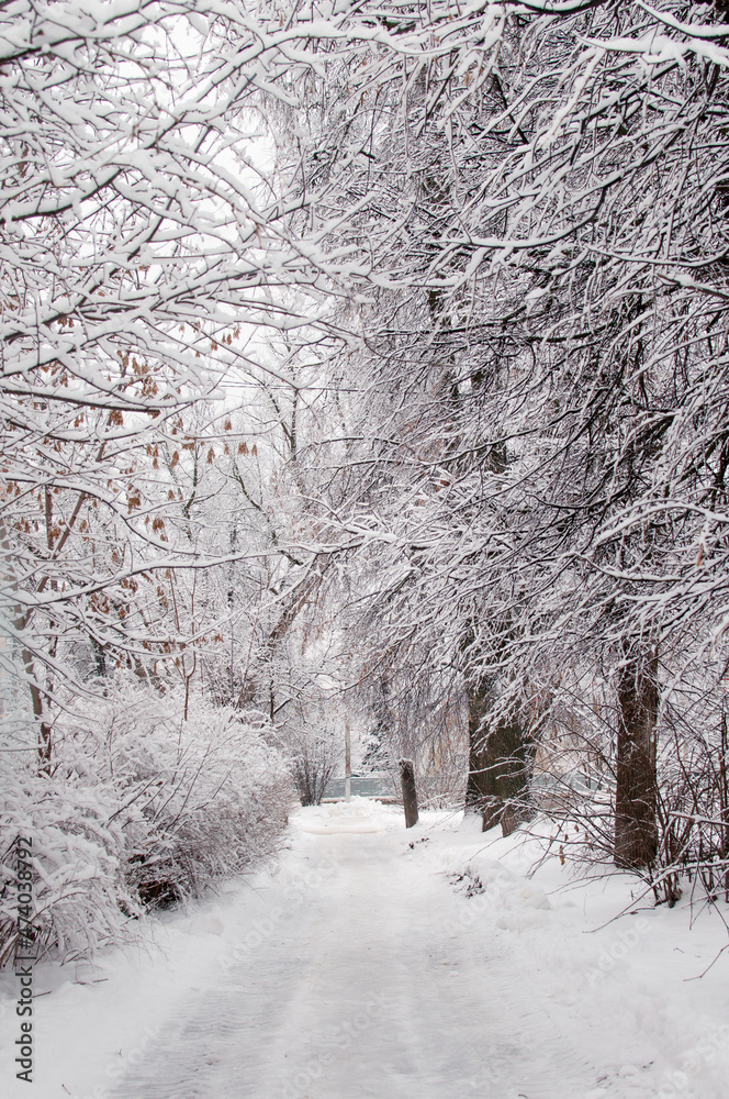 road and trees in the snow in the forest in vertical format road and trees in the snow in the forest in vertical format
