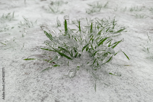 Juicy green grass covered with ice in a severe frost, covered with frozen drops of beads