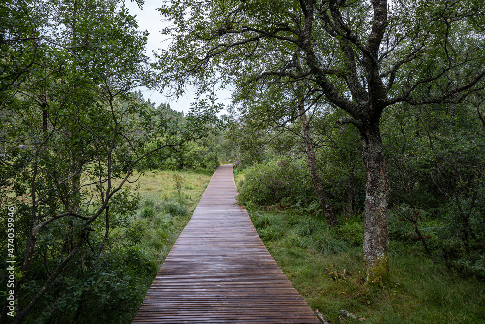 path in the forest