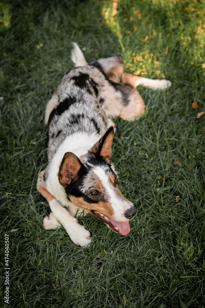 Dog lying down at the grass. Border Collie dog on the backyard. Dog lying down and looking up Dog lying down at the grass. Border Collie dog on the backyard. Dog lying down and looking up