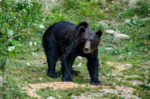 A brown bear in the Carpathian of romania