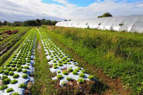 Agricultural field with  biologically grown vegetables in rows outdoors and in pvc tunnels, low angle view. Lombardy.