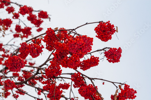 Red rowan bunches in late autumn. Rowan branches on a light background.