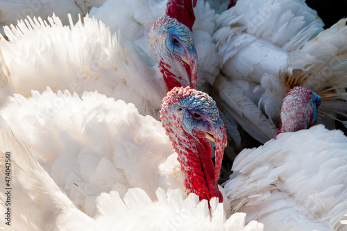 White turkeys are fed in the barnyard. Breeding turkeys on a farm.
