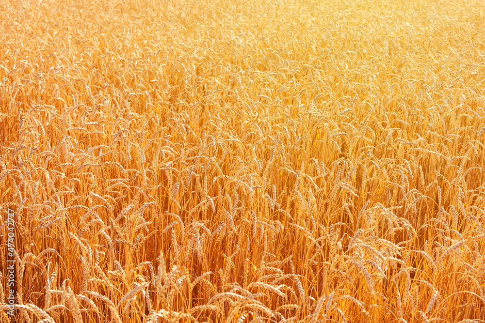Ripe wheat in August. Golden ripe wheat illuminated by the setting sun as background. Ripe wheat in August. Golden ripe wheat illuminated by the setting sun as background.
