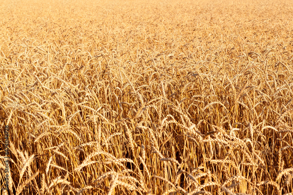Rich field of ripening wheat. Ripe wheat as background. Rich field of ripening wheat. Ripe wheat as background.