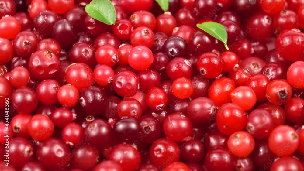 Fresh ripe cranberries and small cranberry leaves are on the table, background Fresh ripe cranberries and small cranberry leaves are on the table, background