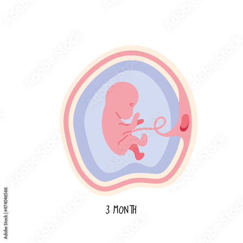 embryo development third month