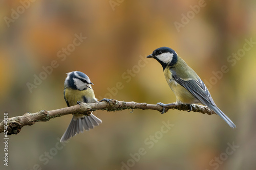 Great Tit (Parus major) and a Eurasian Blue Tit (Cyanistes caeruleus) on a branch in a forest of Noord Brabant in the Netherlands. Background with autumn colors. 