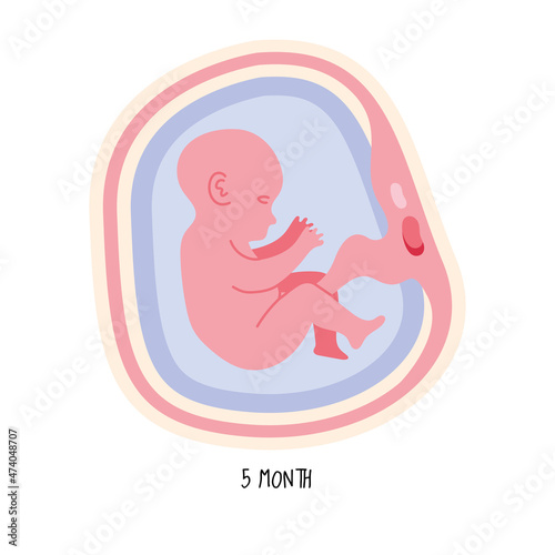 embryo development fifth month