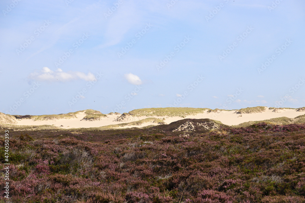Dune landscape in the north of Germany