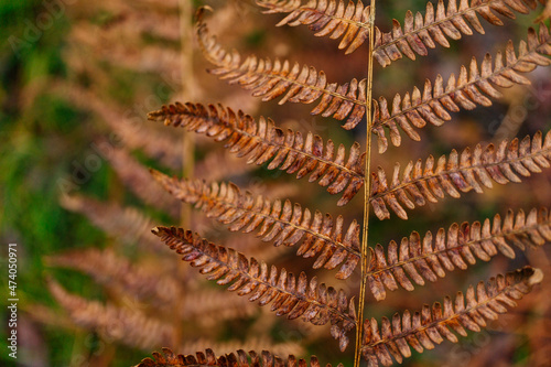 Autumn Colored Fern Texture