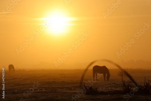 Fototapeta Naklejka Na Ścianę i Meble -  Horses in a foggy landscape at sunrise