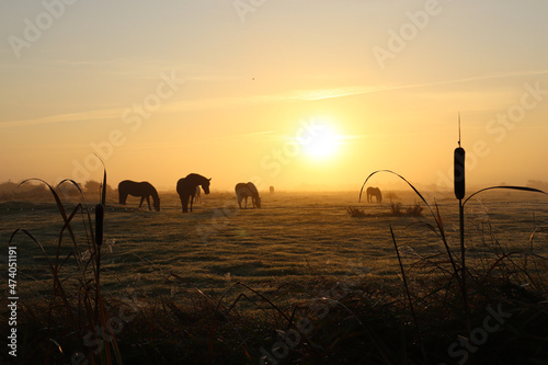 Fototapeta Naklejka Na Ścianę i Meble -  Horses in a foggy landscape at sunrise