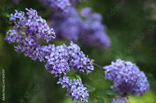 Lilac tassels on the bush. Trendy color of 2022.