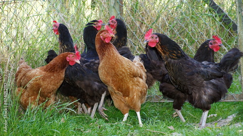 plusieurs  poules photo