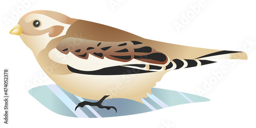 Realistic vector illustration of Snow Bunting bird standing on ice. Winter bird drawing. Ornithological illustration. photo