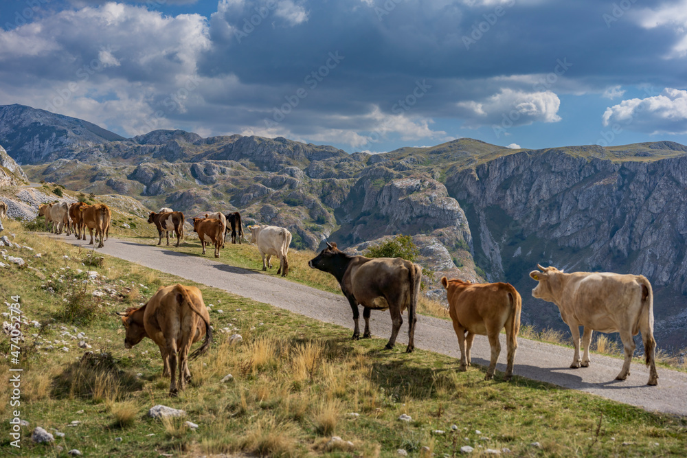 Cows walking on a mountain road, Montenegro
