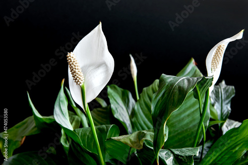 Decorative houseplant Spathiphyllum wallisii. Commonly known as peace lily, black background