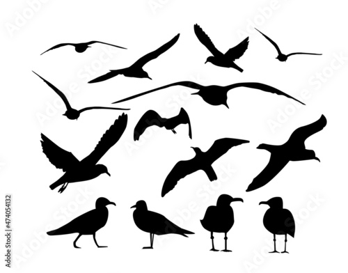 Set of sea gulls. Vector illustration