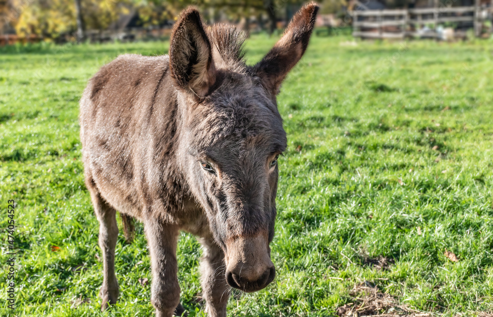 Portrait of a donkey in the meadow.