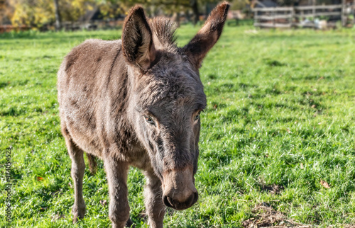 Portrait of a donkey in the meadow.