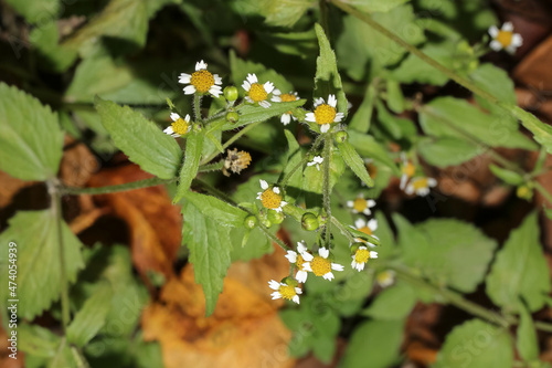 Kleine weiße Blüten des Knopfkrautes, Galinsoga parviflora photo