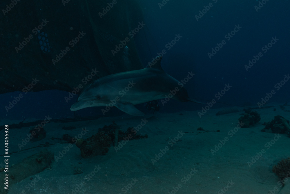 Fototapeta premium Dolphin swimming in the Red Sea, Eilat Israel 