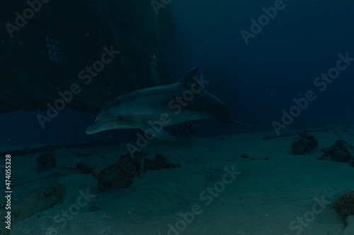 Dolphin swimming in the Red Sea, Eilat Israel  © yeshaya