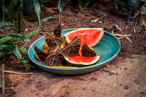 Wallpaper Mural Large group of butterflies eating Torontodigital.ca