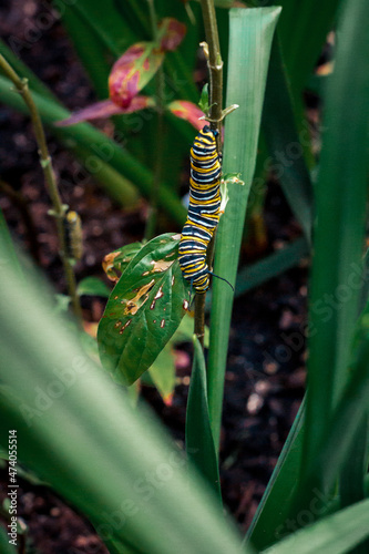 Monarch caterpillar climbing up a leaf in a garden © Michael Deemer